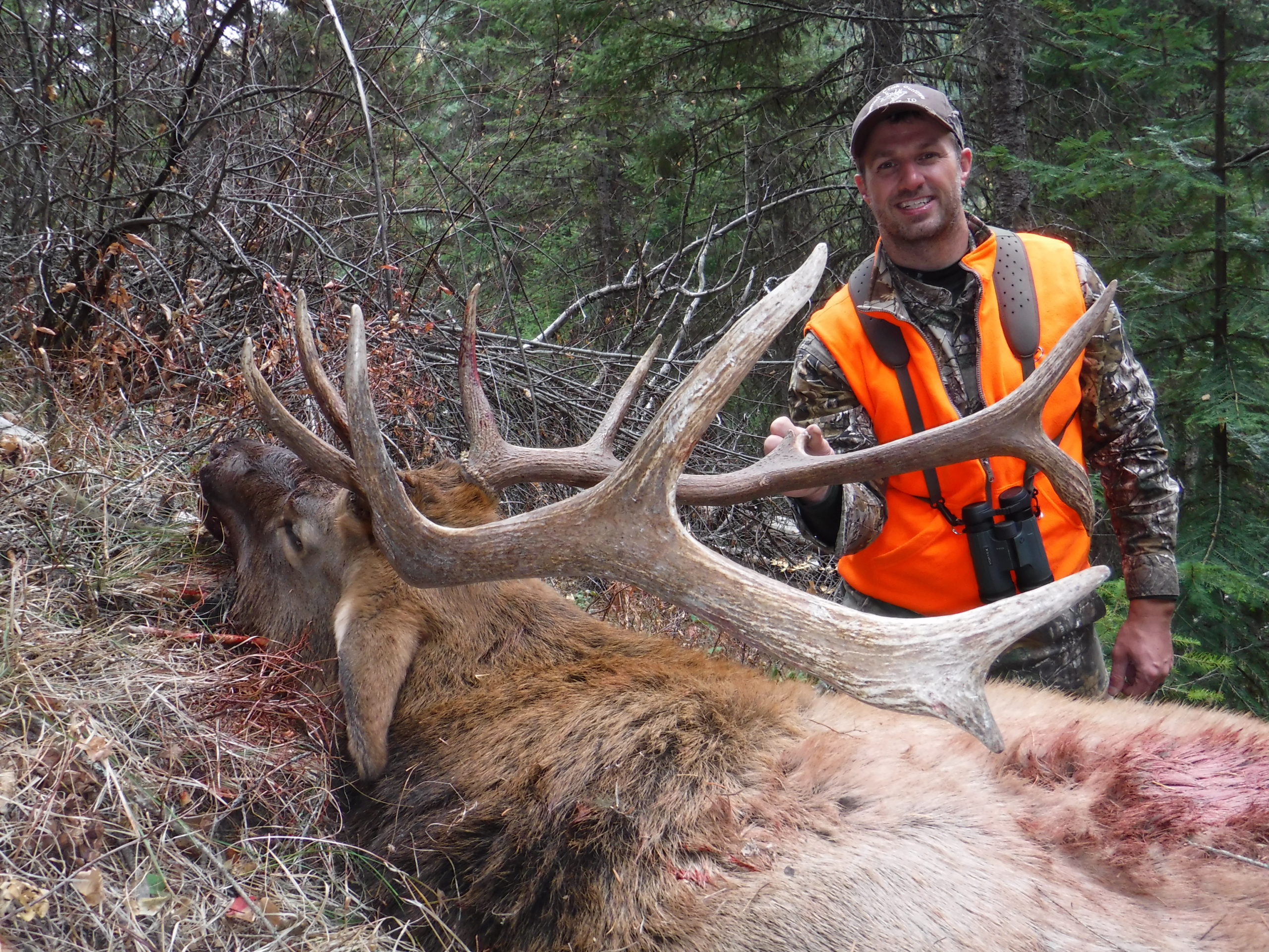 Rifle Elk Best Hunts Montana Hunting Outfitter