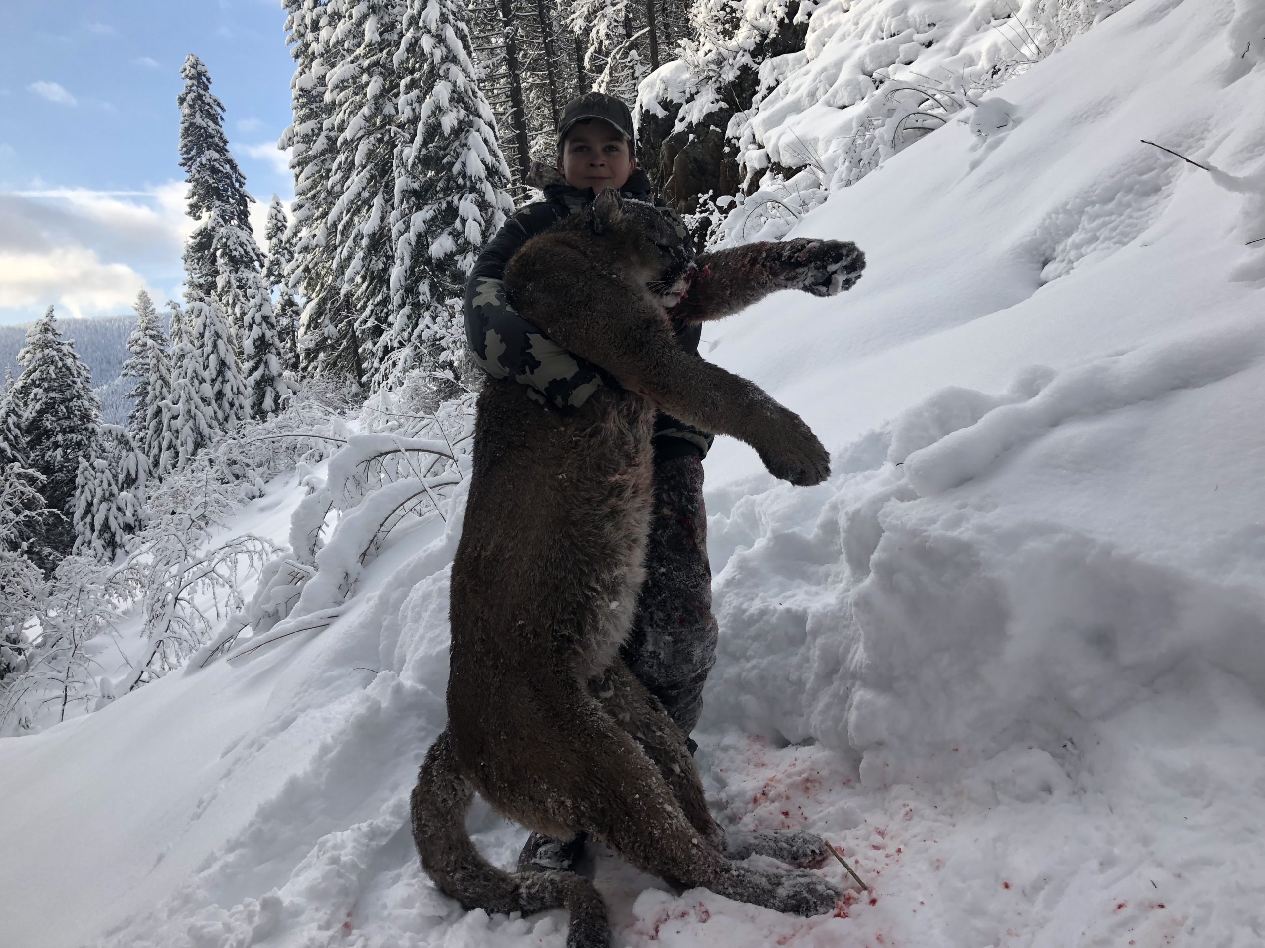 Best Montana Mountain Lion Hunts Montana Hunting Outfitter