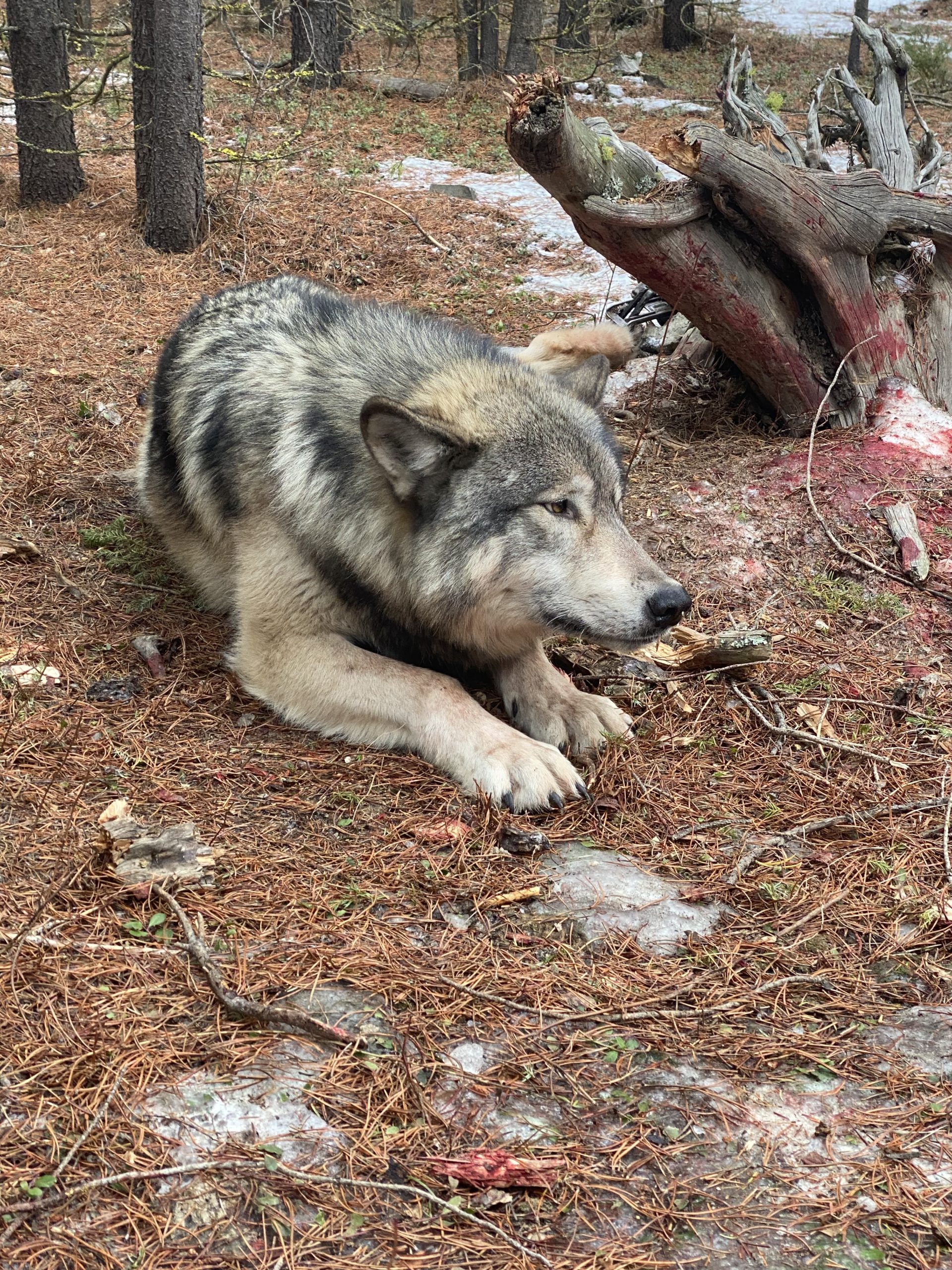 Best Montana Wolf Hunts Montana Hunting Outfitter