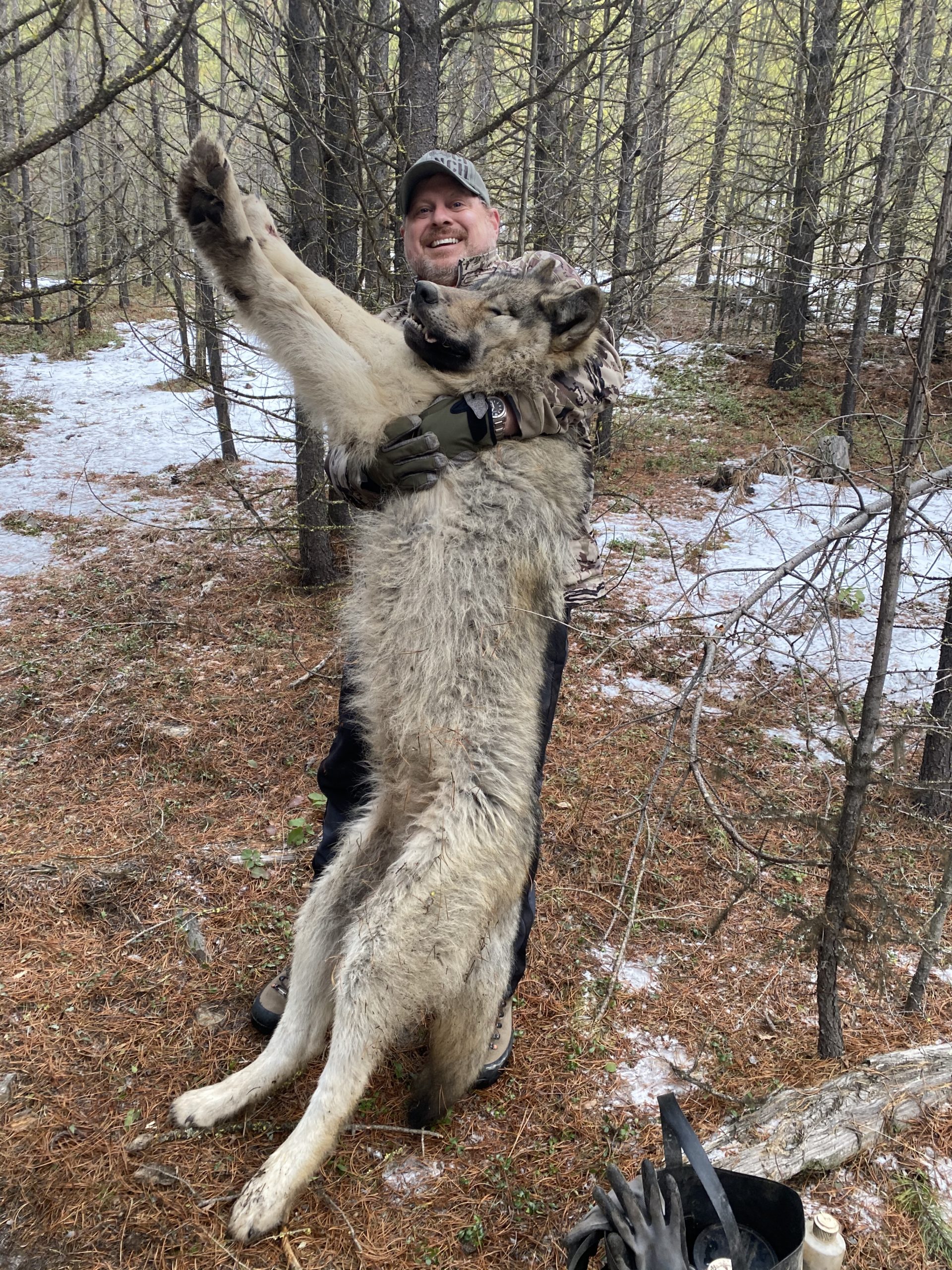 Best Montana Wolf Hunts Montana Hunting Outfitter