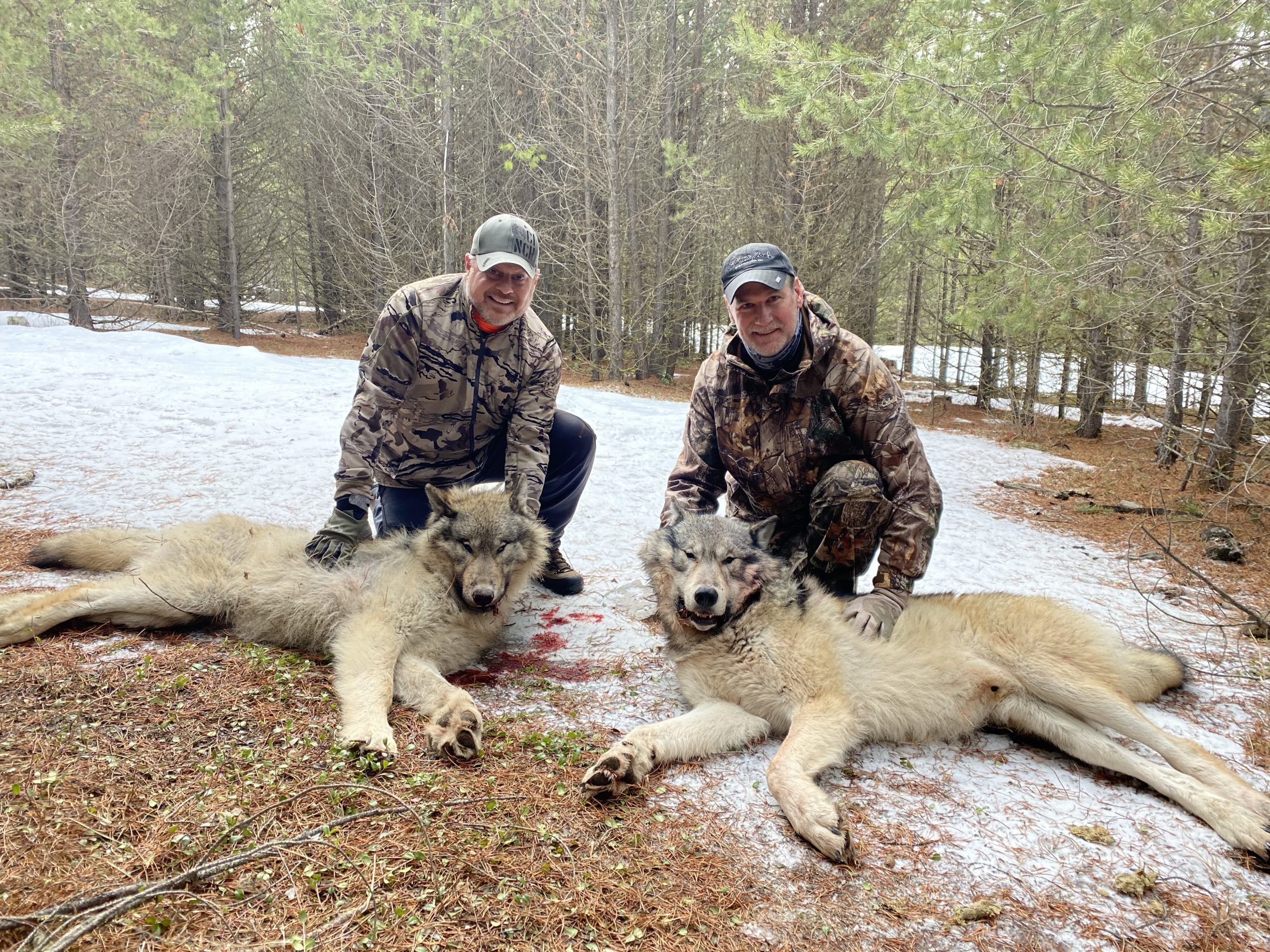 Best Montana Wolf Hunts Montana Hunting Outfitter