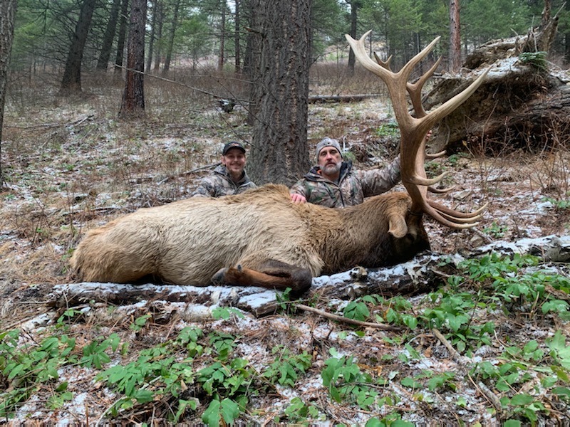 Rifle Elk Best Hunts Montana Hunting Outfitter