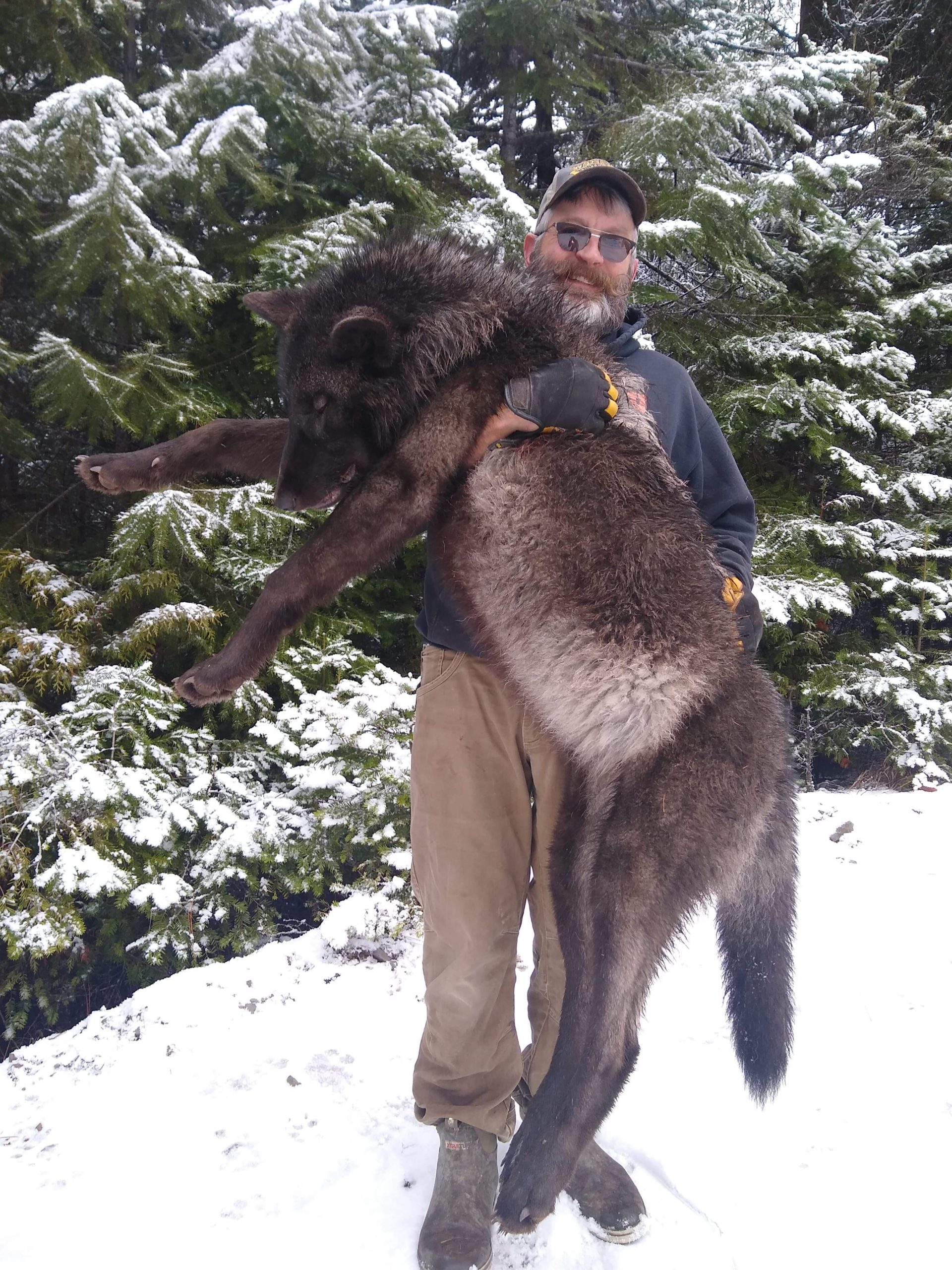 Best Montana Wolf Hunts Montana Hunting Outfitter
