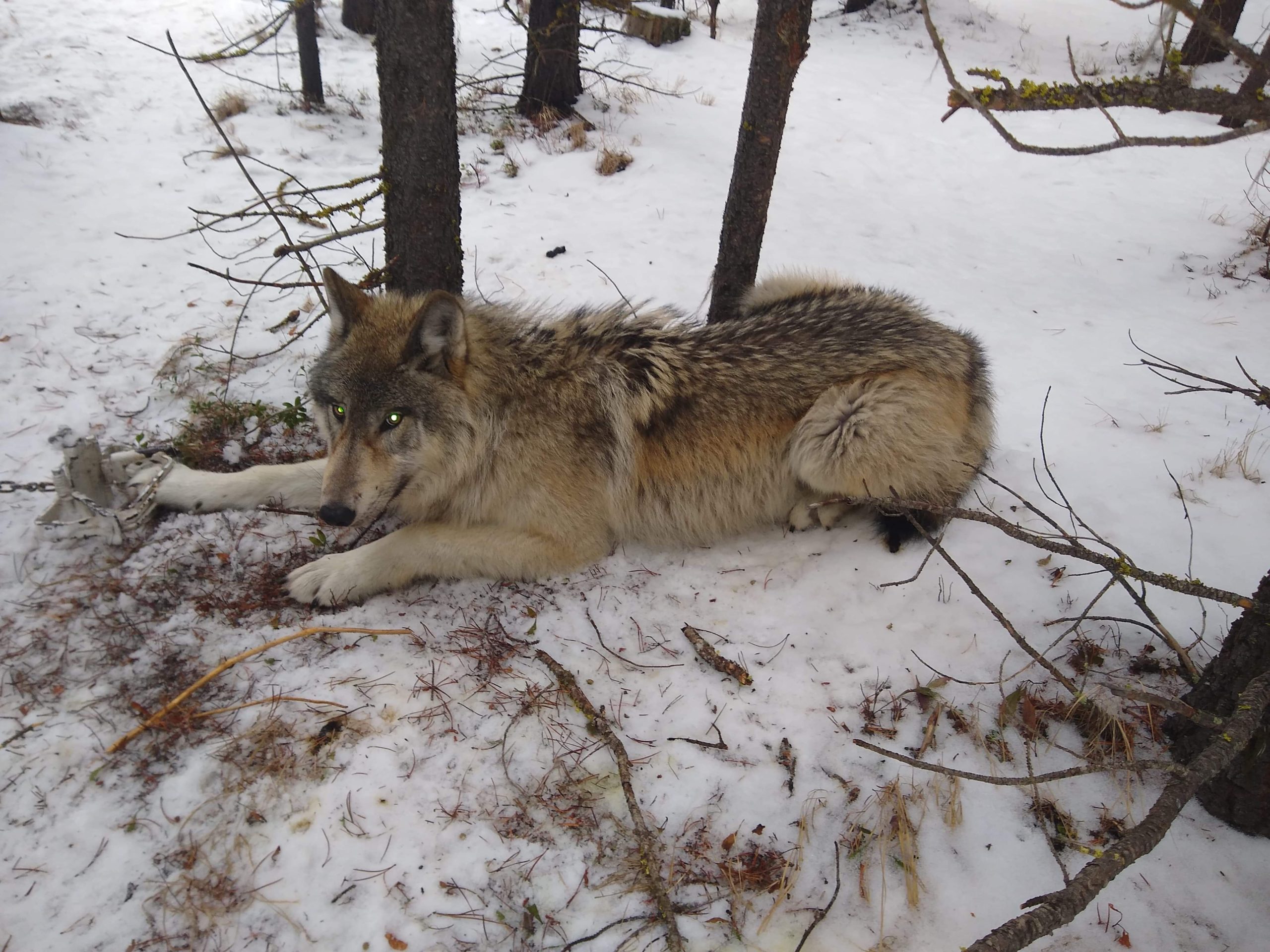 Wolf Hunting Montana Hunting Outfitter