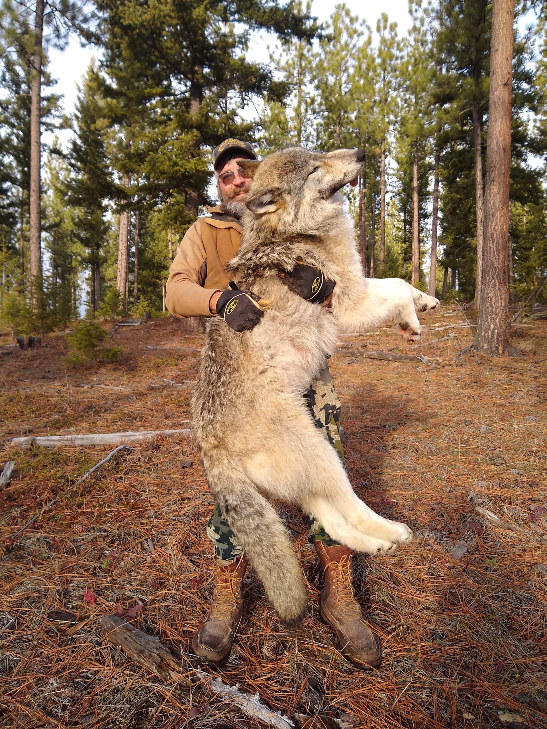 Best Montana Wolf Hunts Montana Hunting Outfitter