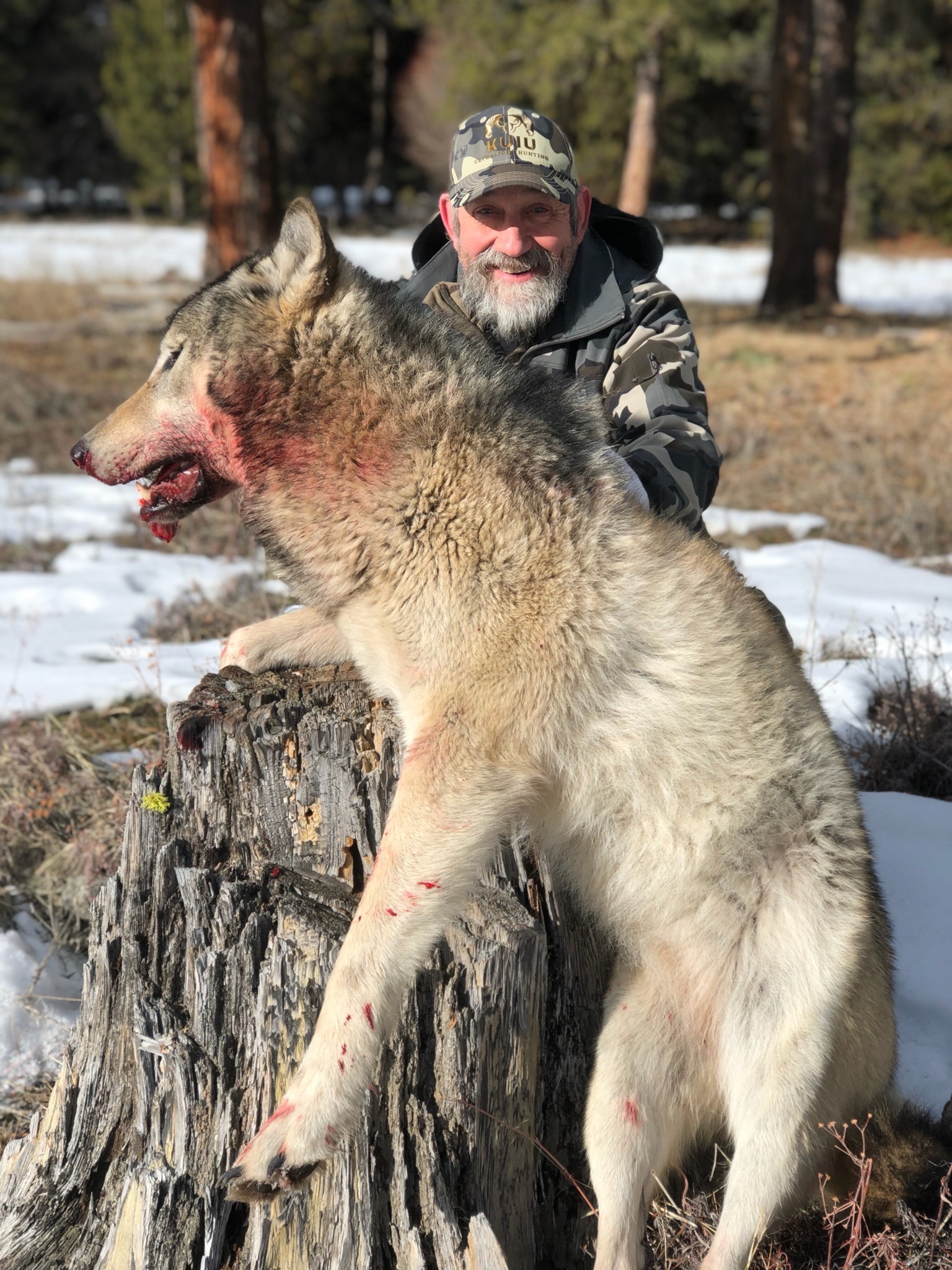 Best Montana Wolf Hunts Montana Hunting Outfitter