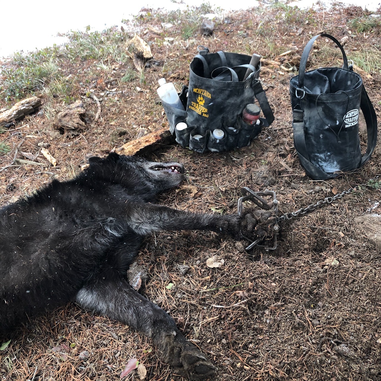 Best Montana Wolf Hunts Montana Hunting Outfitter