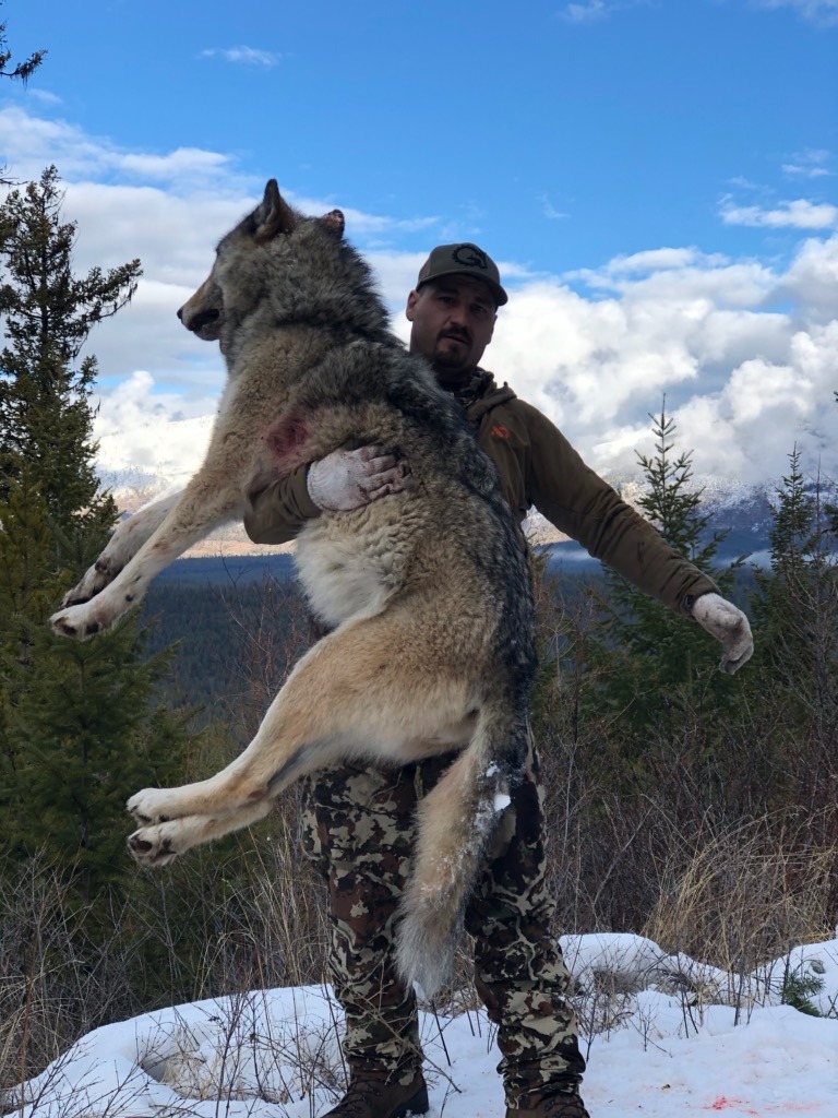 Wolf Hunting Montana Hunting Outfitter