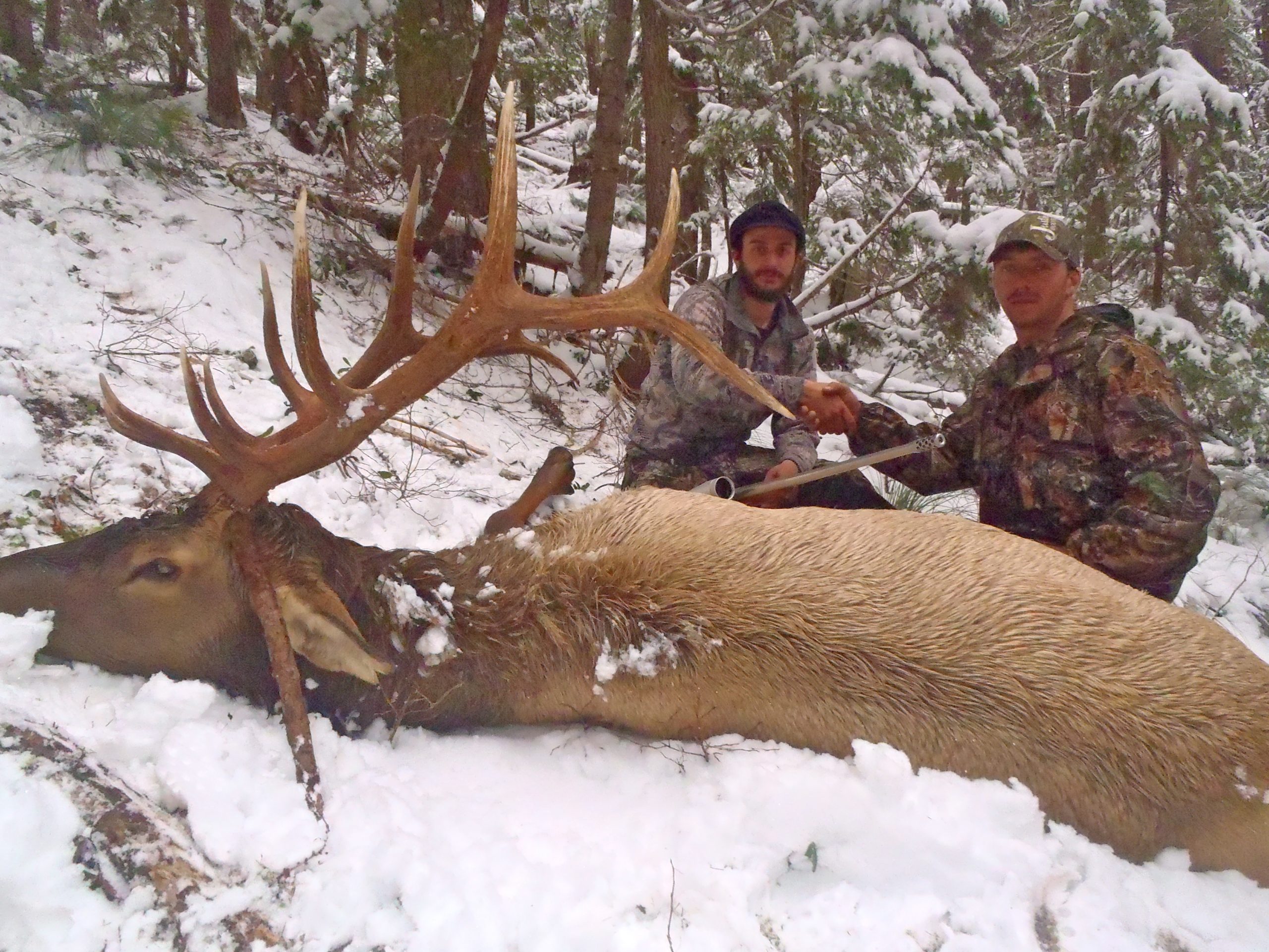 Rifle Elk Best Hunts Montana Hunting Outfitter