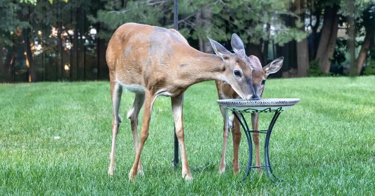 The StepbyStep Guide How to Attract Deer to Your Yard