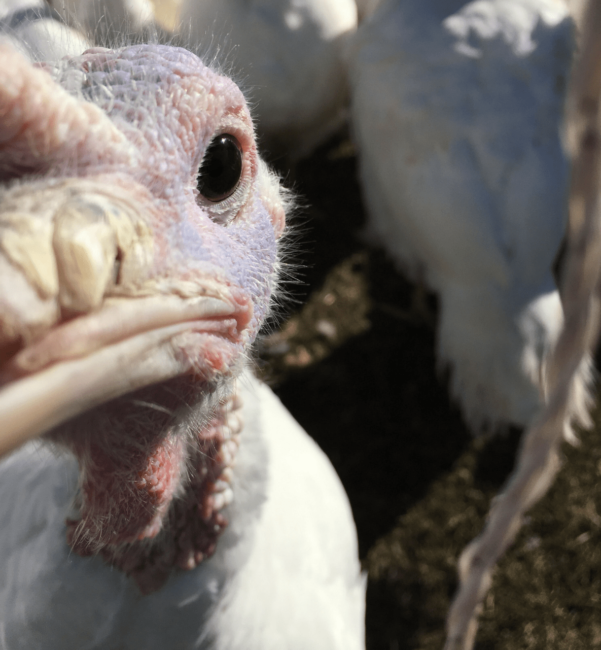 At Hurd Farm LLC our pigs are all Naturally Fed Pork