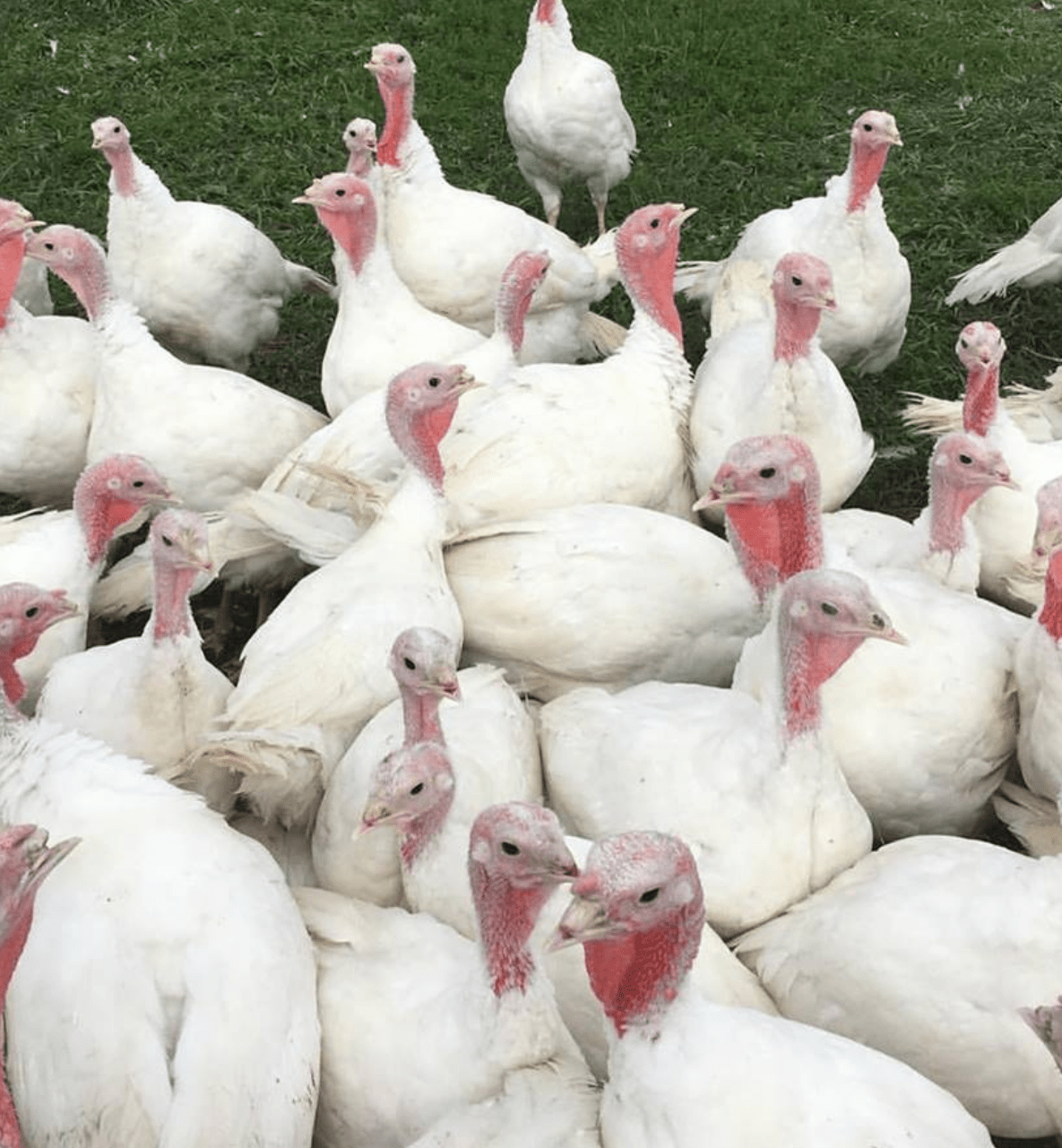 Hurd Farm LLC Grass Fed Beef, Free Range Eggs & Naturally Fed Pork