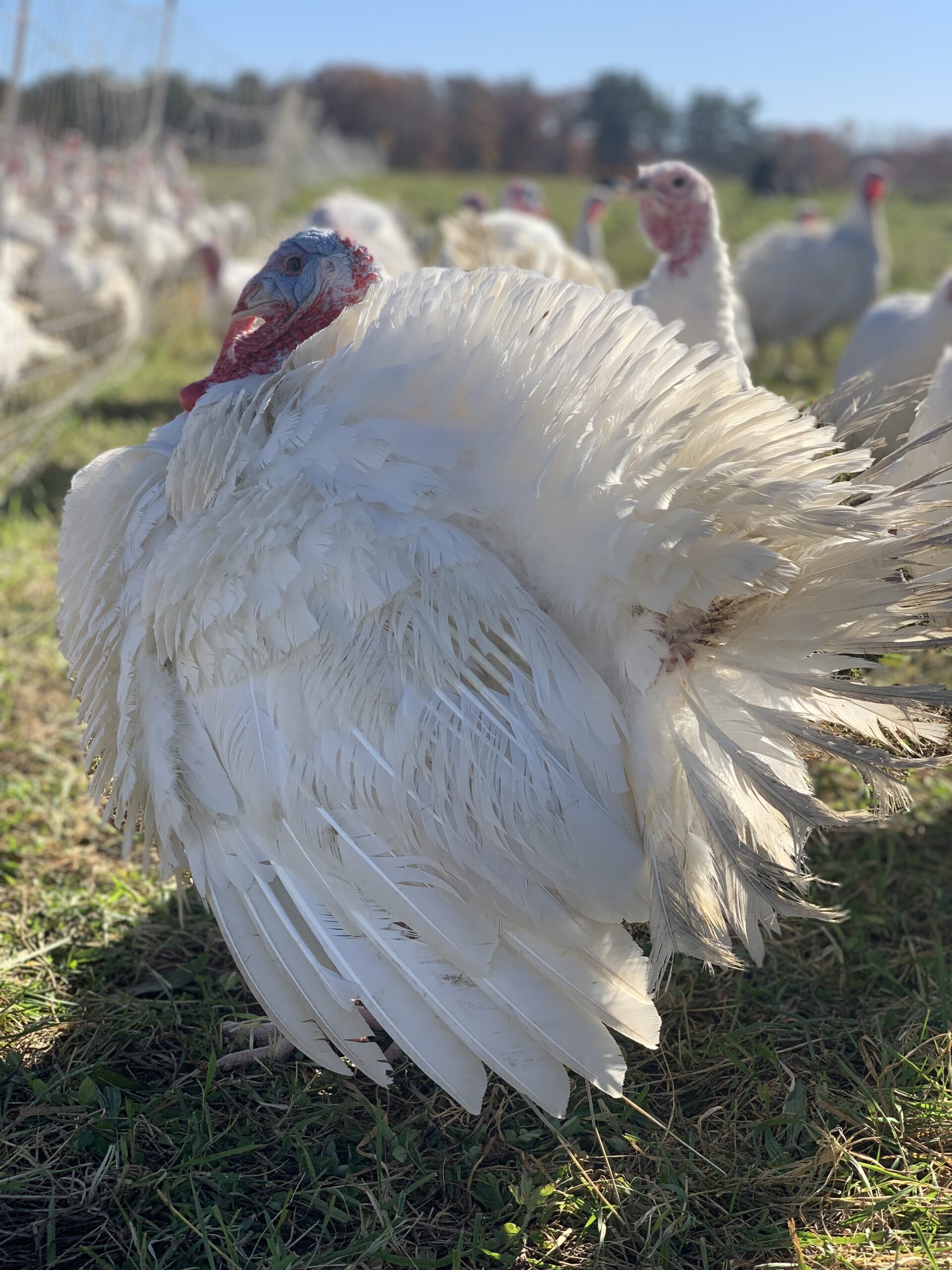Farm Fresh Turkeys Hurd Farm LLC