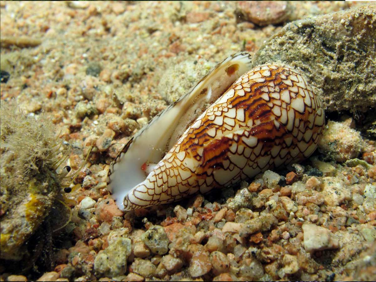 Stonefish Red Sea & TOP Dangerous Fish in RED SEA Full Guide