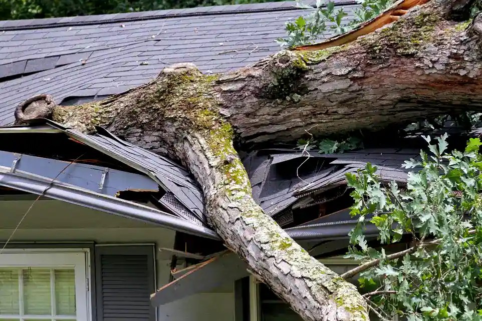 How to Spot Unsafe Trees in Your Yard Hurst Tree Service