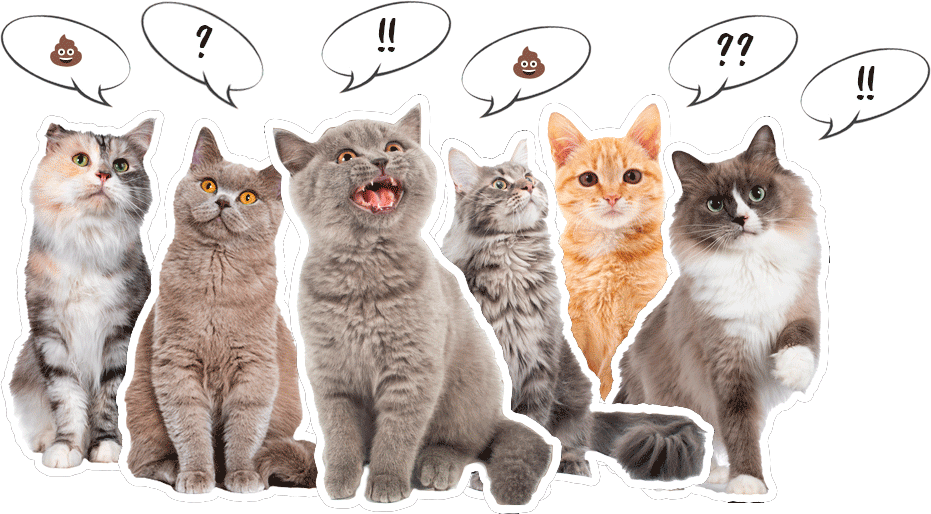 EcoFriendly Cat Litter UK Huskaloo