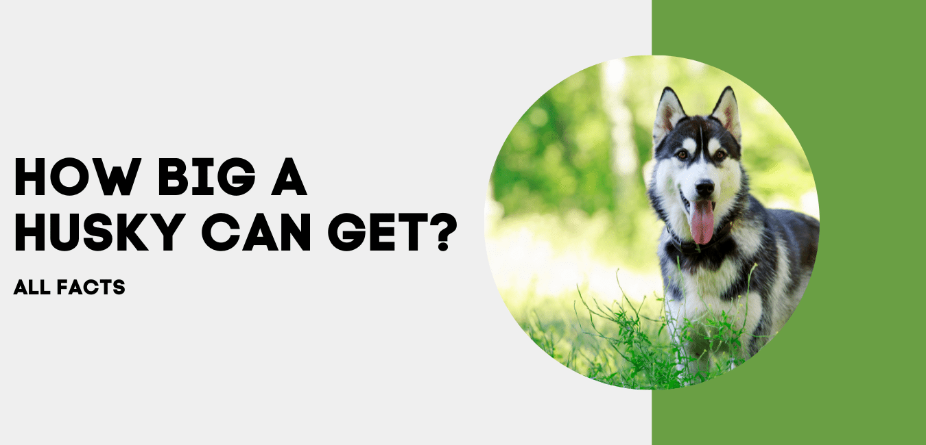 How Big a Husky can Get?