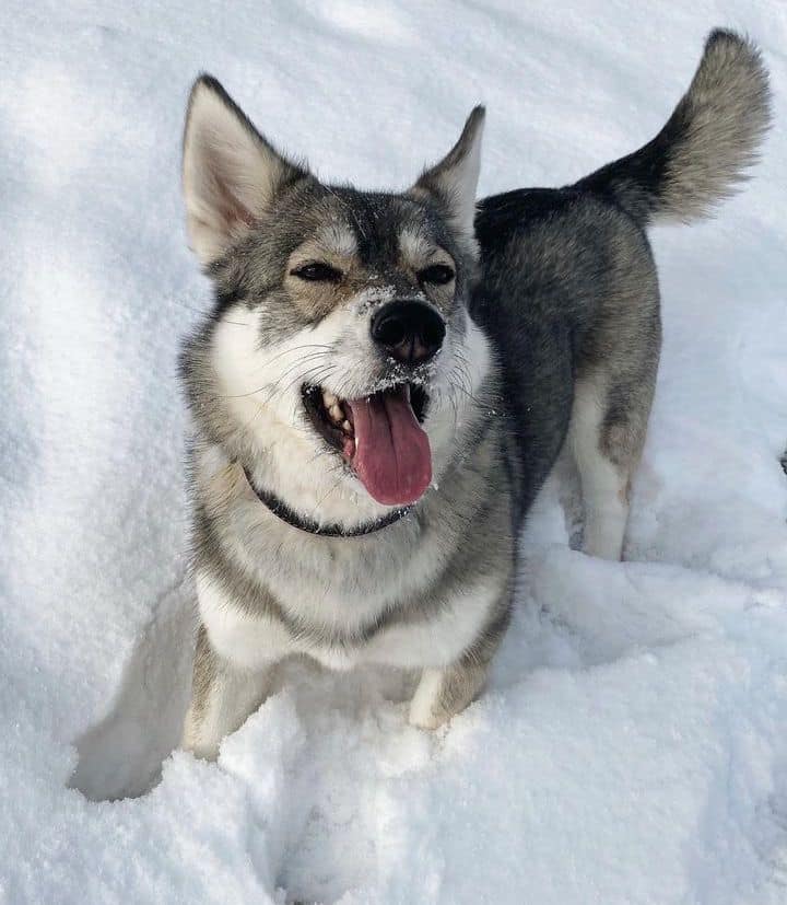 Husky Mix Owner's Guide