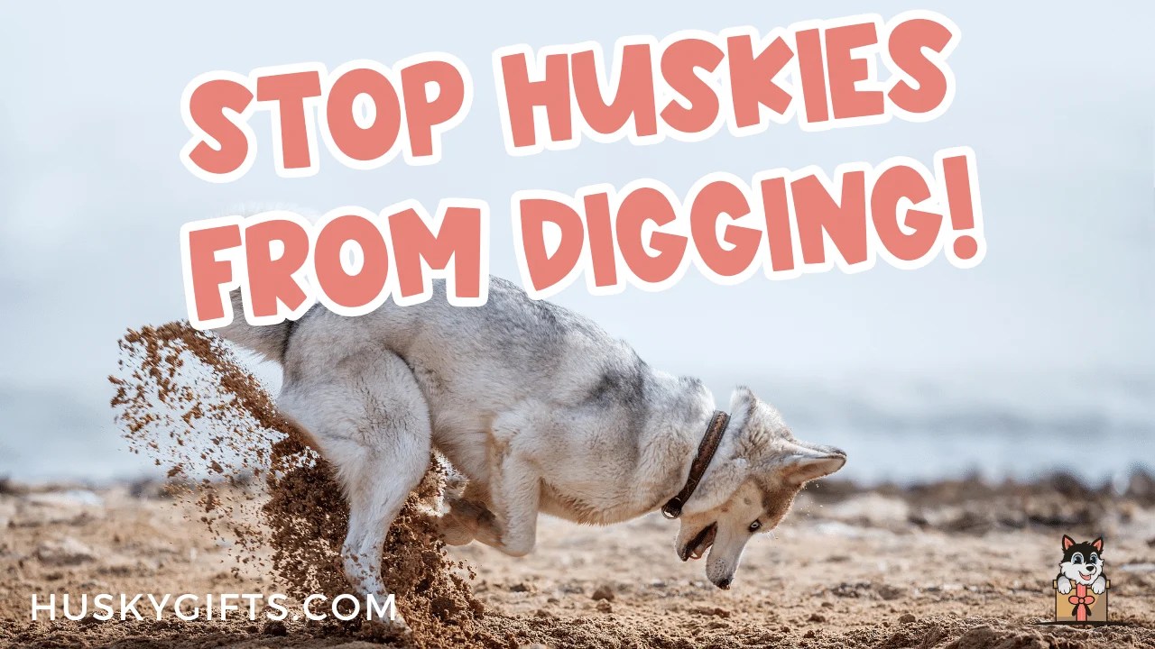 How To Stop A Husky From Digging (8 Tips + The Root Cause)