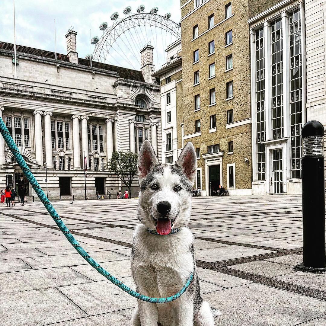 Siberian Husky Price in UK (Updated Costs 2024)