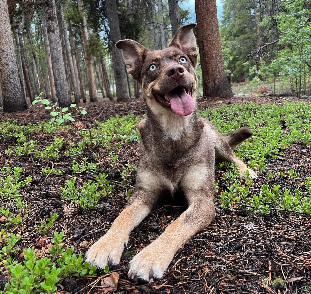 Labrador Husky Mix (Labsky) Owner's Guide