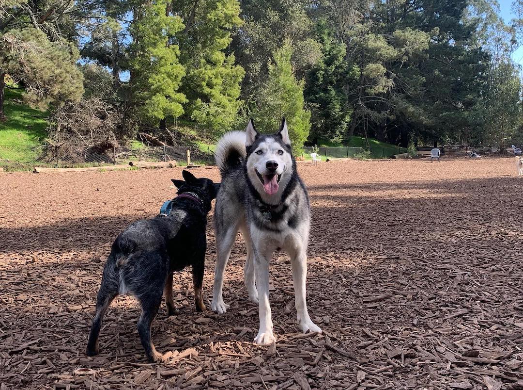 How Far Can A Husky Smell? (Husky Sense of Smell Explained)
