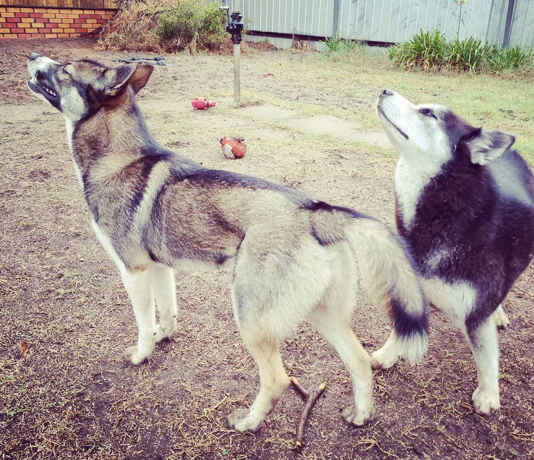 How Far Can A Husky Smell? (Husky Sense of Smell Explained)