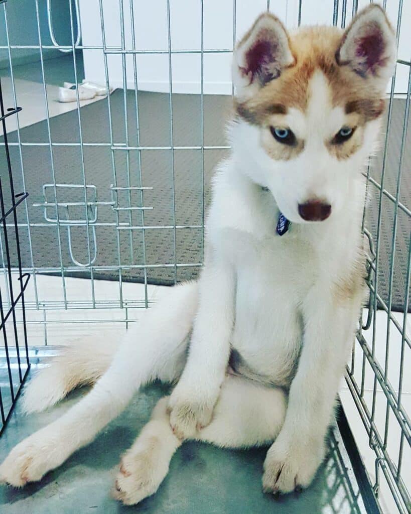 How To Stop A Husky Puppy Crying In Their Crate [8 Tips]