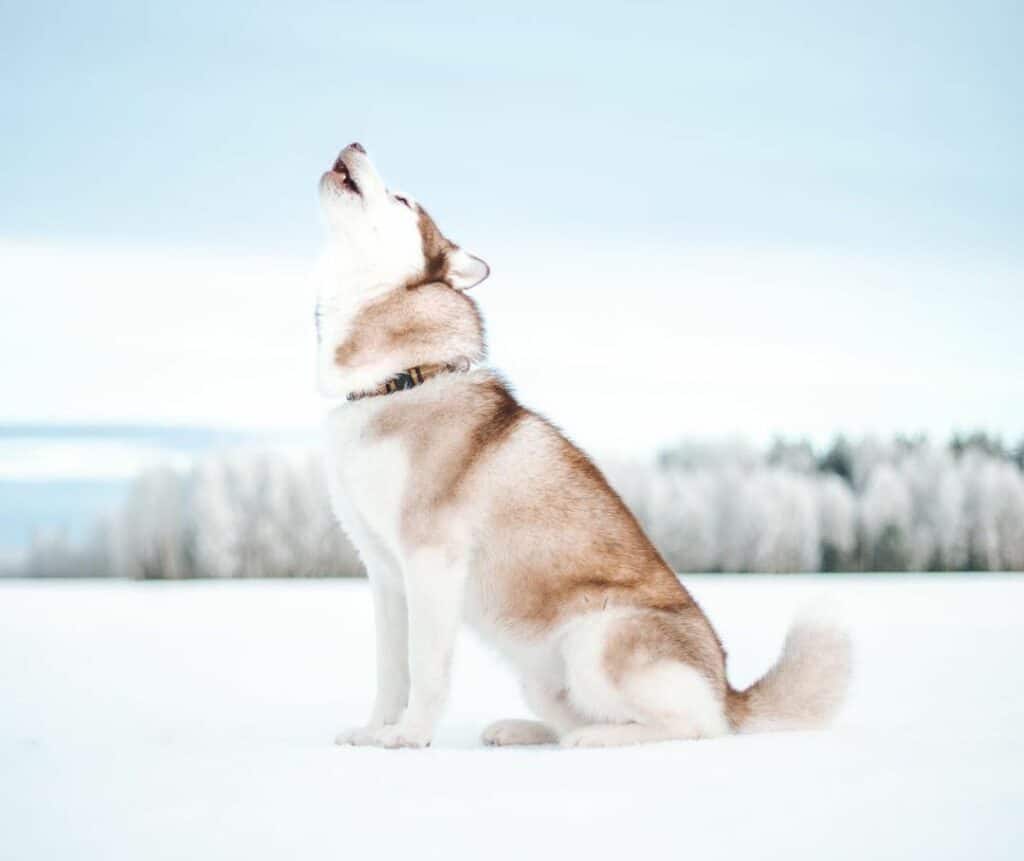 How to Teach a Husky to Talk in 6 Steps