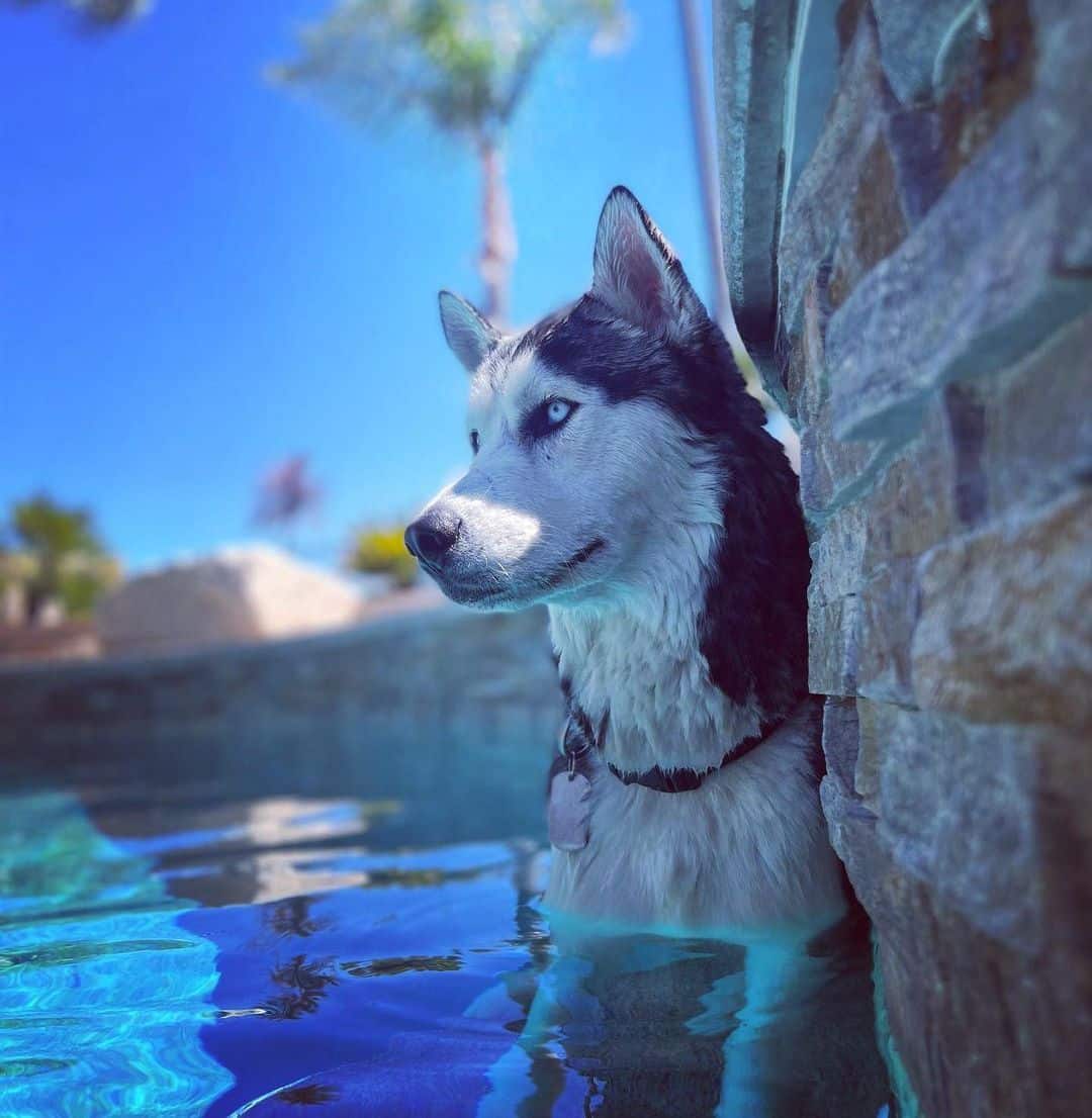 What Temperature Is Too Hot For Huskies? (Overheating Signs)