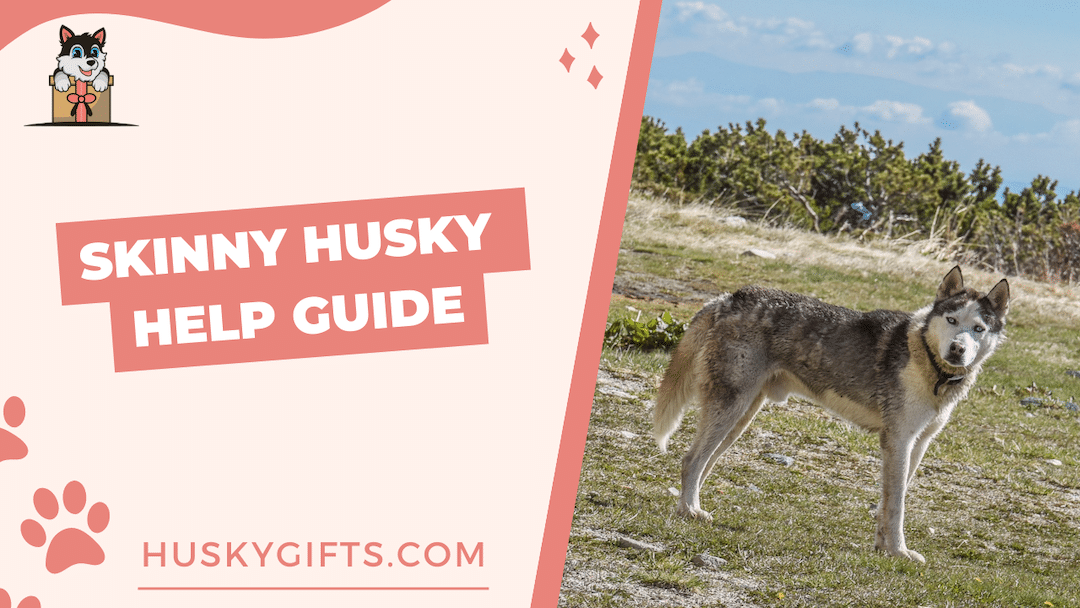 Why Is My Husky So Skinny? (Skinny Husky Help Guide)