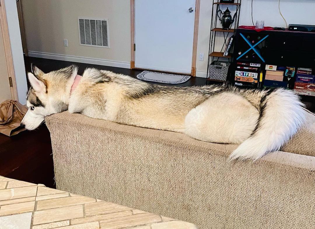 Why Do Huskies Throw Tantrums? (Temper Tantrums Explained)