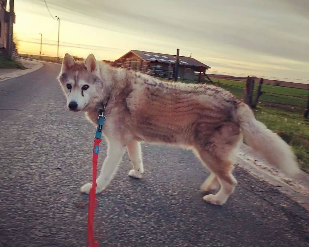 Do Huskies Change Color As They Age? (5 Factors For Change)