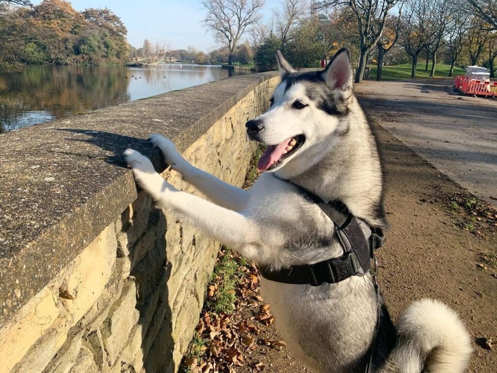 Do All Huskies Jump Fences
