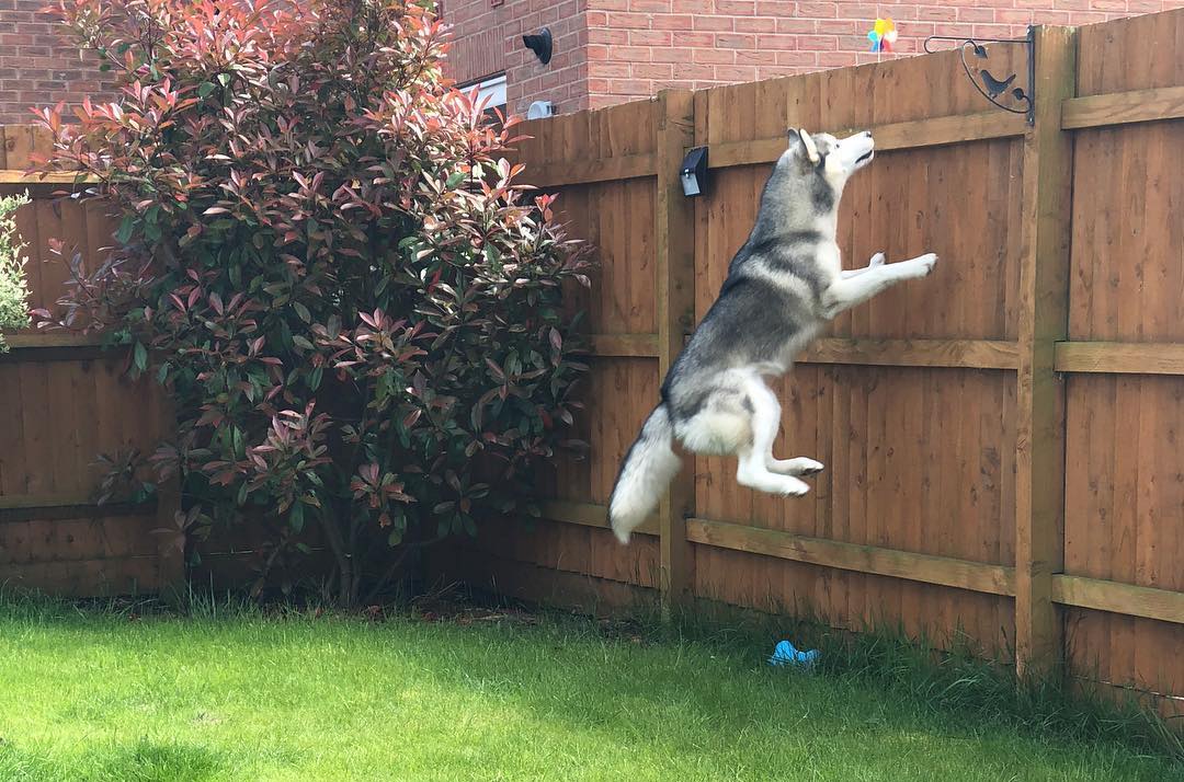 How High Can Huskies Jump? (+ How To HuskyProof Backyard)