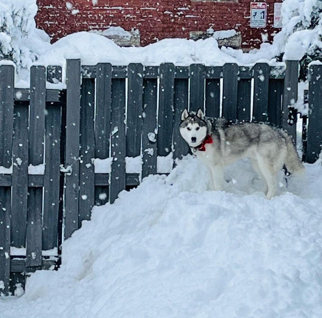 15 Siberian Husky Behavior Problems (And How To Fix Them)