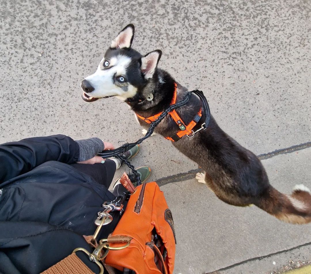 How To Train A Husky Ultimate Guide (5 Things To Do First)