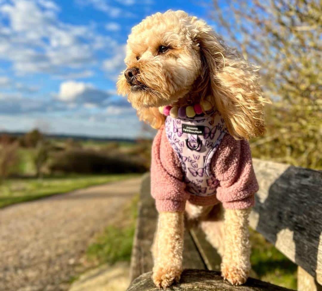 12 Designer Dog Breeds And Their History (+ Photos!)