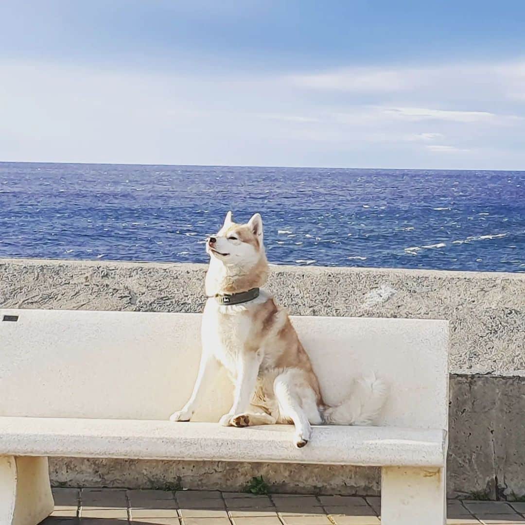 Why Are My Husky's Legs Shaking? (Front + Back Legs)