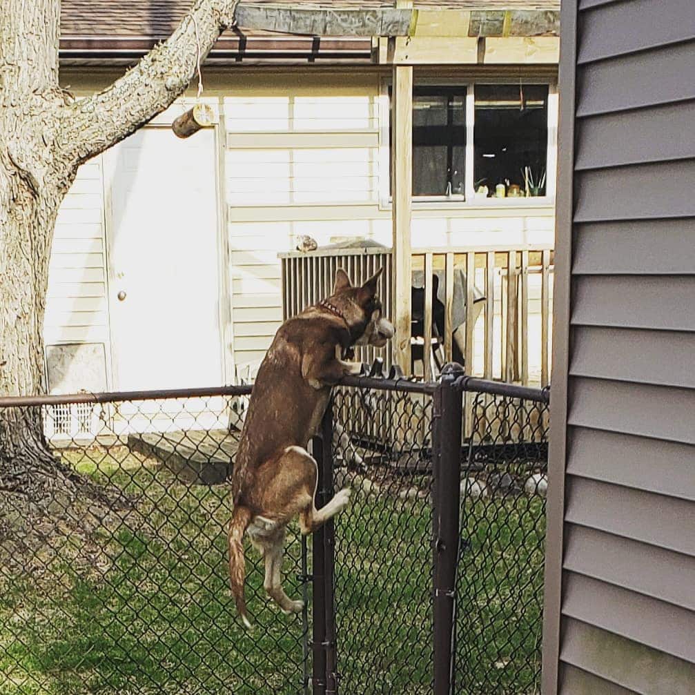 Do Huskies Need A Fenced Yard? (Keeping Your Husky Safe)
