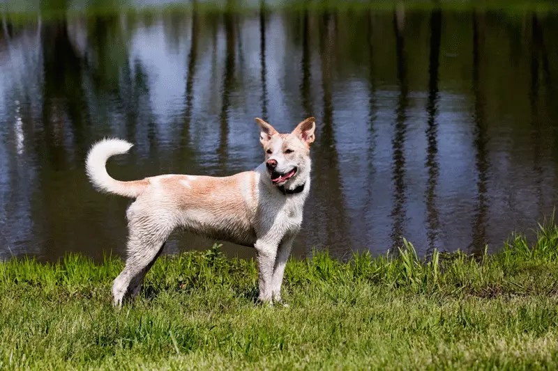 Siberian Husky & Labrador Retriever Mix Breed Information Husky