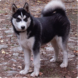 Husky Siberiano Negro Solido Black And White Husky Siberiano