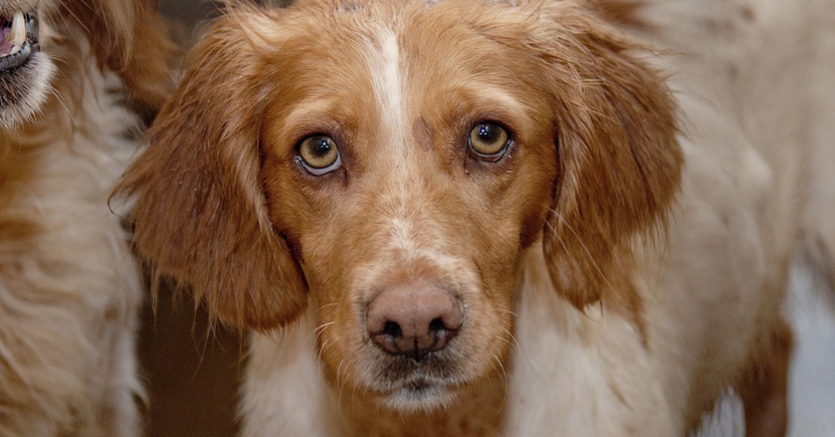 Mon chien a les yeux qui coulent Troubles fréquents