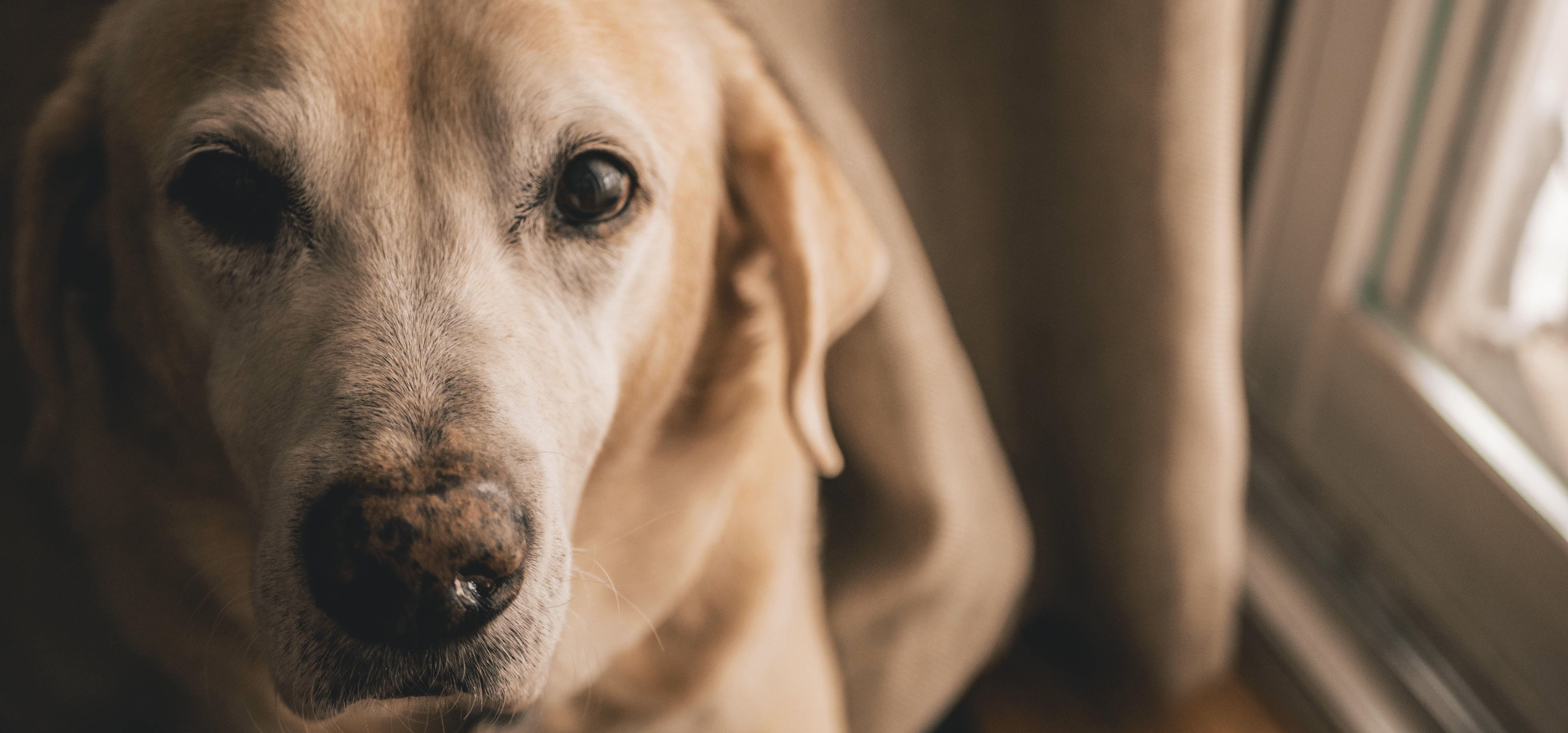 Mon Chien Boit Beaucoup Et Urine Souvent Chien Nouvelles