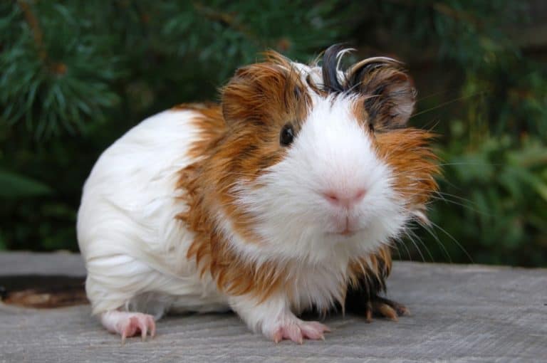 What Is Popcorning In Guinea Pigs? Reasons Why They Do it. Hutch and Cage