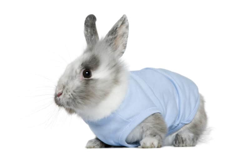 Can Rabbits Get Wet What can happen if your bunny gets wet?