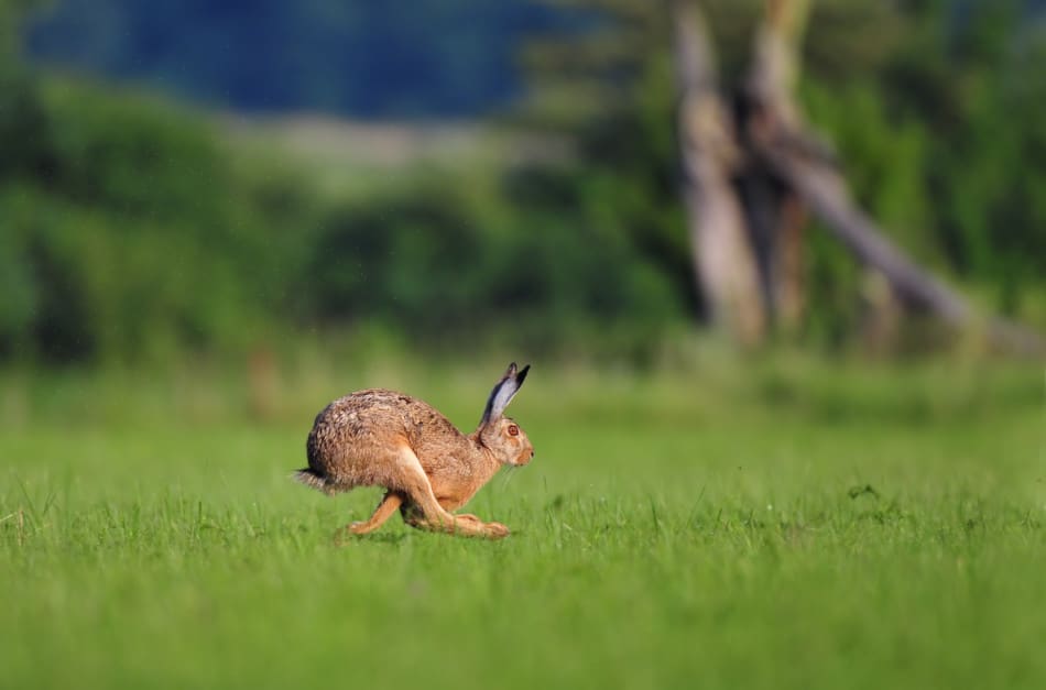How Fast Can Rabbits Run? Wild & Pet Rabbits Speeds