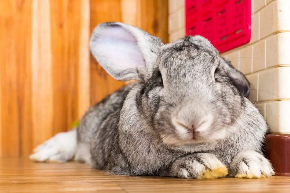 What Is The Lifespan of A Flemish Giant Rabbit?