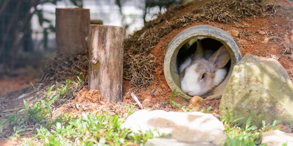 How Long Do Rabbits Sleep? Hutch and Cage