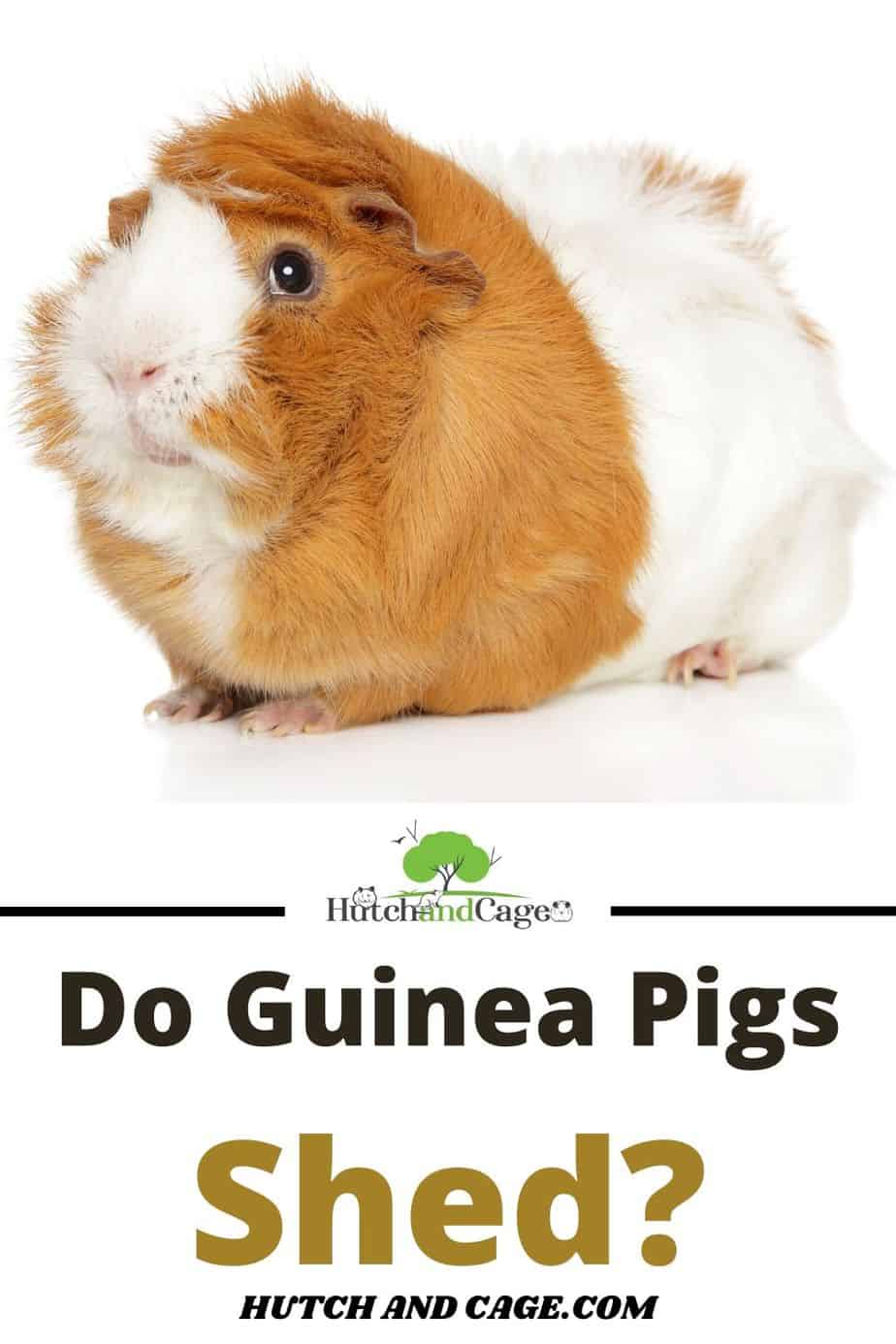 Do Guinea Pigs Shed? Stop Shedding Fast! Hutch and Cage
